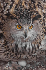 Eagle owl on the nest hatches eggs. Owl with clear eyes and an angry look  is a large predatory owl.