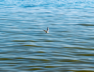 seagull flying above the sea on a blue background. One Seagull flying over the sea