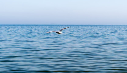 Fototapeta na wymiar seagull flying above the sea on a blue background. One Seagull flying over the sea