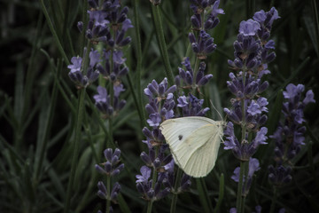 White butterfly 