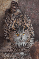 Eagle owl on the nest hatches eggs.. Owl with clear eyes and an angry look  is a large predatory owl.