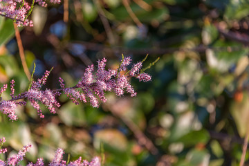 Pink Blossoms on a Bush on the Southern Italian Mediterranean Coast in Spring