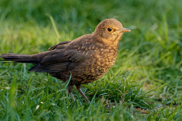 Juvenile Amsel
