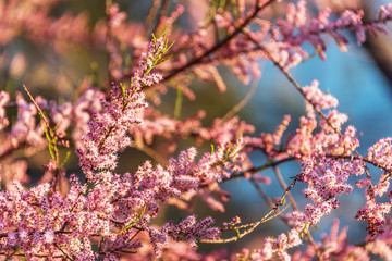 Pink Blossoms on a Bush on the Southern Italian Mediterranean Coast in Spring