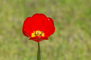 close up of red tulip in garden