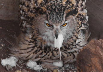 A hungry female eagle owl eagerly devours (swallows, absorbs) a mouse. Voracious big bird of prey and a little helpless mouse.
