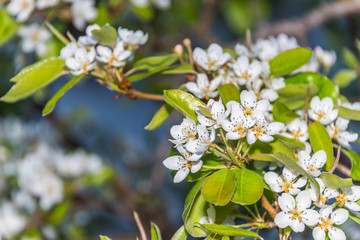 White Fruit Tree Blossoms in Spring on the Southern Italian Mediterranean Coast
