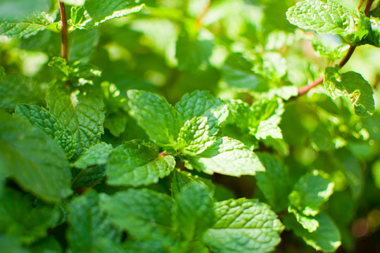 Peppermint leaf or Kitchen Mint or Marsh Mint or Metha cordifolia Opiz were planted on the ground. Its leaves are small, rough and it has a green color. It is a herb made as food and medicine.