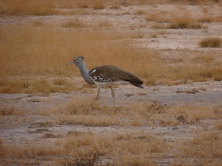 Amboseli National Park