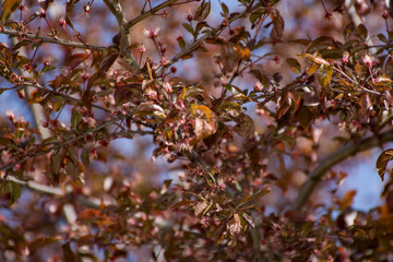 branch of apple tree