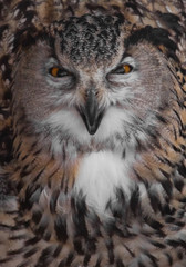 The eagle owl of evil is huge and looks at you snapping his beak. Owl with clear eyes and an angry look  is a large predatory owl.
