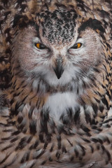 The big owl squinted and despised. Owl with clear eyes and an angry look  is a large predatory owl.