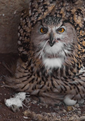 A hungry female eagle owl eagerly devours (swallows, absorbs) a mouse. Voracious big bird of prey and a little helpless mouse.
