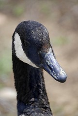 Canard