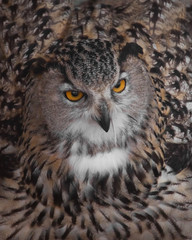 A hungry female eagle owl eagerly devours (swallows, absorbs) a mouse. Voracious big bird of prey and a little helpless mouse.