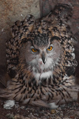 A hungry female eagle owl eagerly devours (swallows, absorbs) a mouse. Voracious big bird of prey and a little helpless mouse.