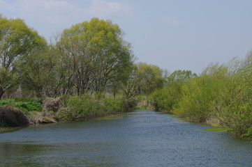 風が強い日の池