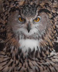 A hungry female eagle owl eagerly devours (swallows, absorbs) a mouse. Voracious big bird of prey and a little helpless mouse.
