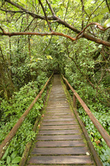 Fototapeta premium The walk way in the deep forest.