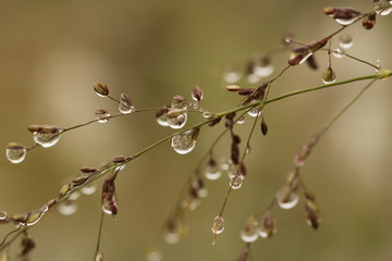 Close up of dew droplets in the early morning on grass seeds on a stalk.