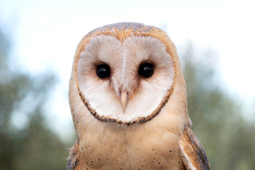 Portrait of white owl