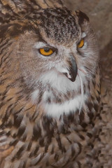 A hungry female eagle owl eagerly devours (swallows, absorbs) a mouse. Voracious big bird of prey and a little helpless mouse.