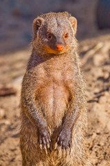 Rikki Tikki Tavi’s bold mongoose stands on a background of sand and is not afraid of anyone,