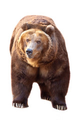 Fototapeta premium Huge powerful brown bear close-up, strong beast on a stone background, Isolated on white background.]