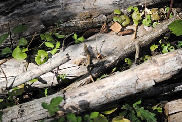 Lézard