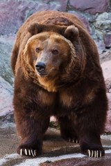 Bear is watching. Huge powerful brown bear close-up, strong beast on a stone background,