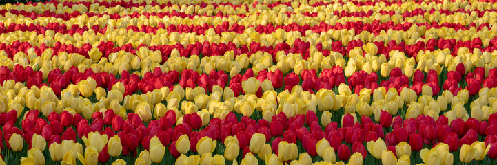 Fototapeta premium Brightly coloured tulips photographed in Keukenhof Gardens, Lisse, South Holland, Netherlands.