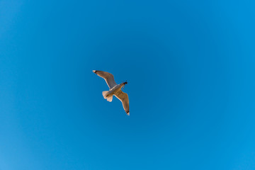Seagull Flying with Wings Spread in a Clear Blue Sky
