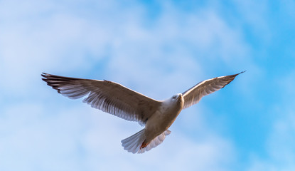 Seagull Flying with Wings Spread in a Clear Blue Sky