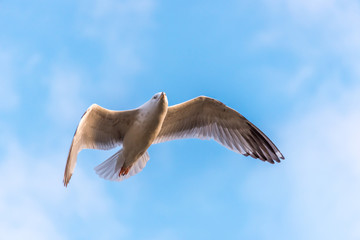 Seagull Flying with Wings Spread in a Clear Blue Sky