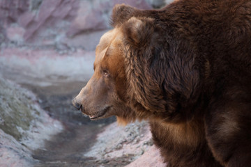 Obraz premium muzzle bear in profile. Huge powerful brown bear close-up, strong beast on a stone background,