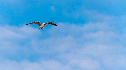 Seagull Flying with Wings Spread in a Clear Blue Sky