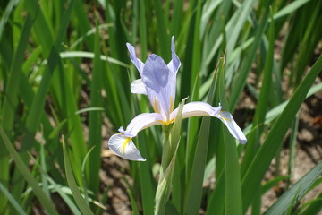 Close view of violet flower of Iris spuria