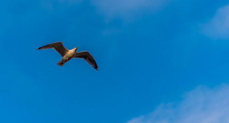 Seagull Flying with Wings Spread in a Clear Blue Sky