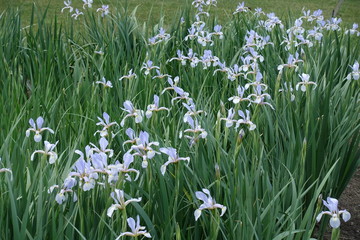 Many violet flowers of Iris spuria in May