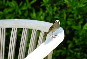 Heckenbraunelle,Singvogel,Garten,Hecke