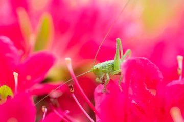 つつじの蜜を吸うバッタ