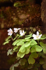 Blühender Waldsauerklee (Oxalis acetosella)