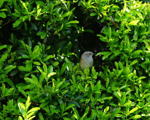 Heckenbraunelle,Singvogel,Garten,Hecke