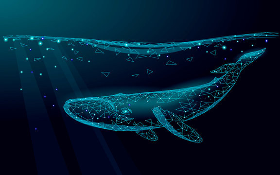 Low poly 3D whale swimming undersea. Water ocean surface dark night glowing wave. Large humpback whale marine wild life migration. Triangle polygonal vector illustration