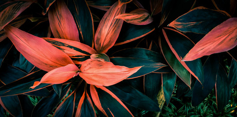 Leaf or  Cordyline  fruticosa leaves colorful vivid tropical nature background - obrazy, fototapety, plakaty