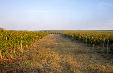 Fototapeta na wymiar Morning light in the vineyards of Saint Georges de Montagne near Saint Emilion, Gironde, France
