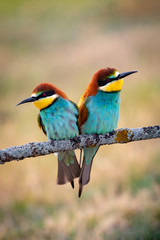 Couple of bee-eaters perched on a branch looking at different side
