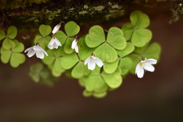 Blühender Waldsauerklee (Oxalis acetosella)