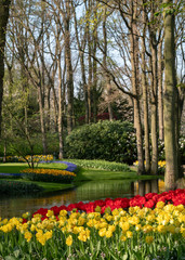 Plakat Beds of colorful tulips laid out under the trees at Keukenhof Gardens, Lisse, South Holland. Keukenhof is known as the Garden of Europe.