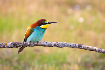 Portrait of a colorful bird